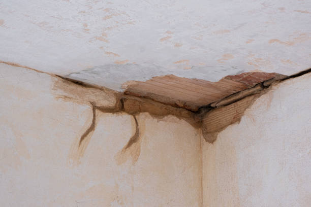 Best Water damage cleanup near me  in Burlington, WA