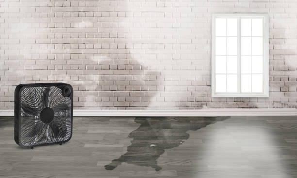 Best Flood damage cleanup  in Burlington, WA