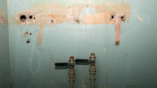 Best Mold removal after water damage  in Burlington, WA